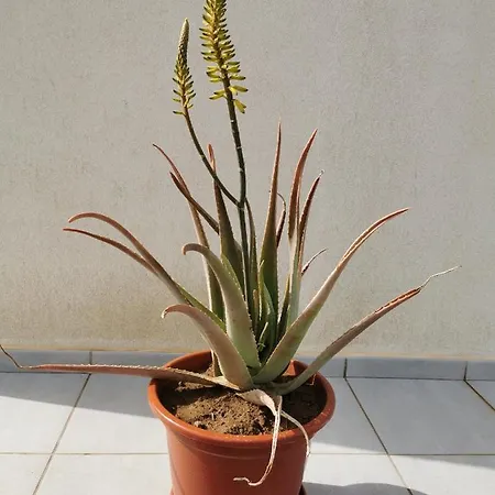 Holiday home Villaverde Relax 2 A 10 Minutos De Corralejo *
